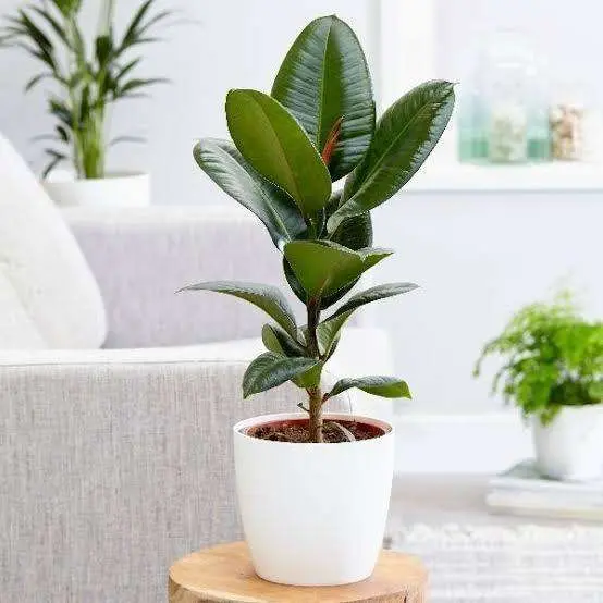 Rubber Plant | indoor live plant | (1 pc)